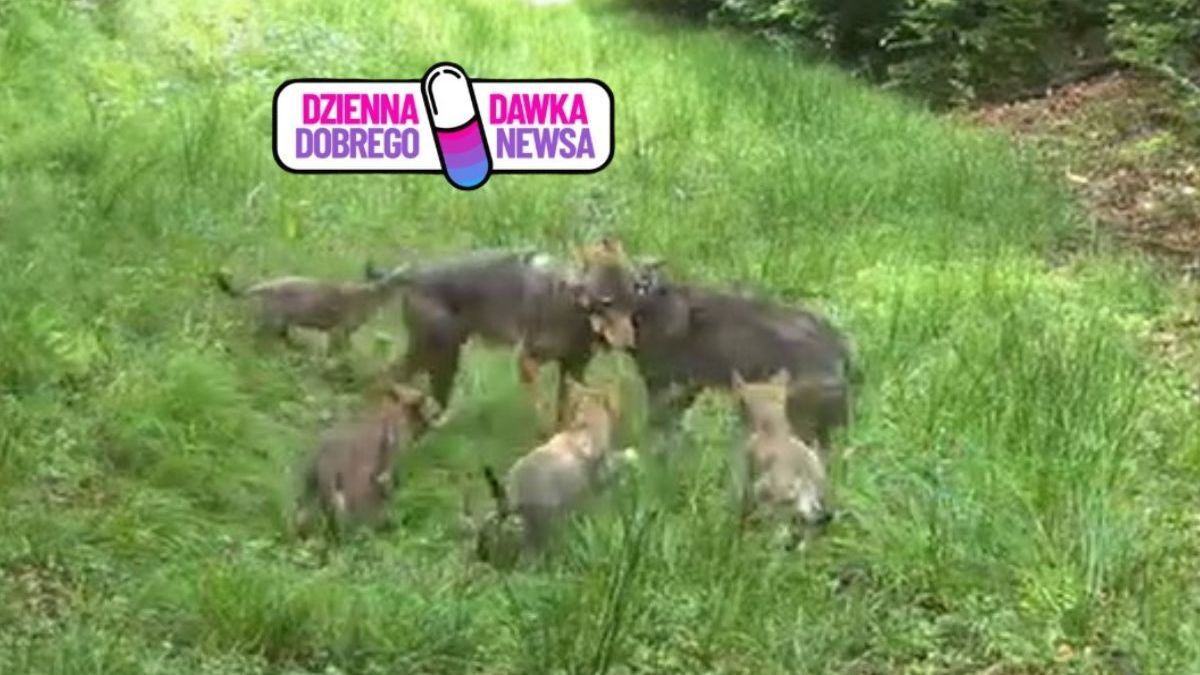 Wilcza rodzina skradła serca internautów