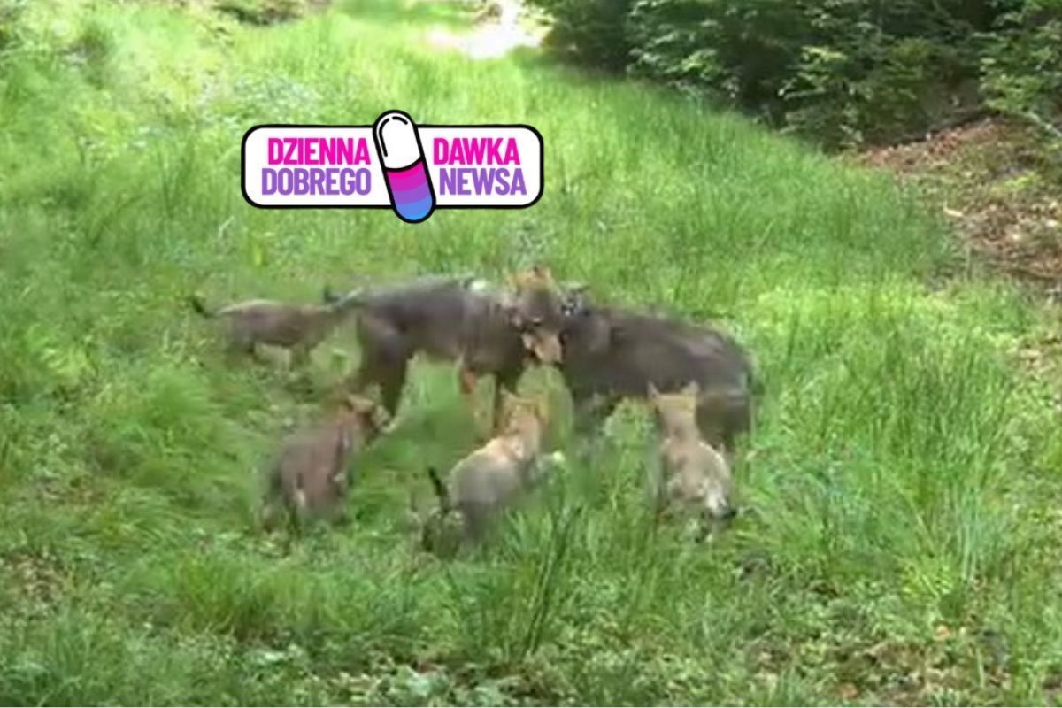 Nic słodszego nie zobaczycie. Wilcza rodzina skradła serca
