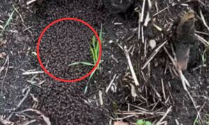 Poszedł do lasu. I nagle taki widok. "Co tu się dzieje?"