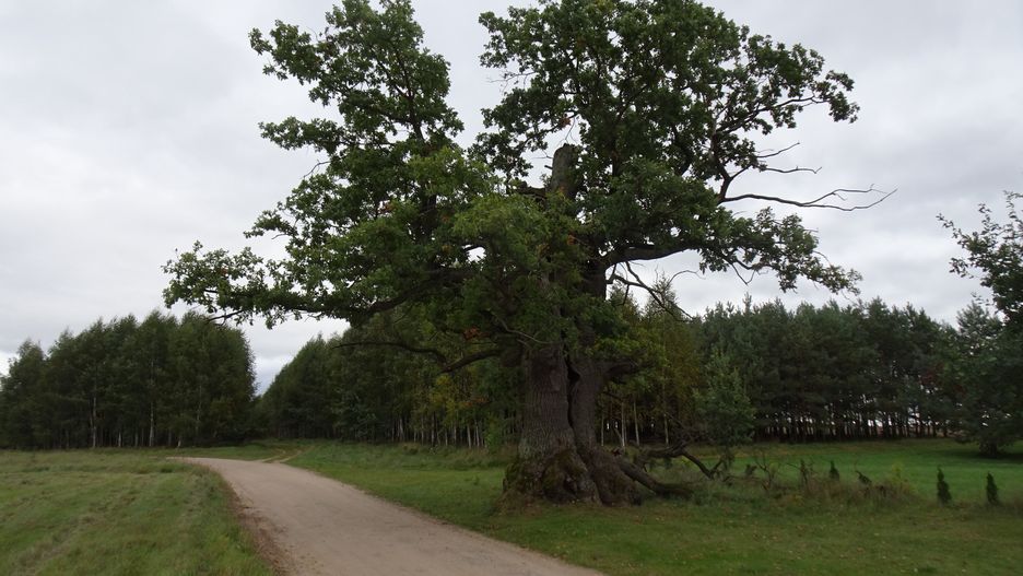 Dąb Dunin 