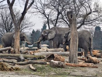 Jabłka na wybiegu nosorożca i słoni. Warszawskie ZOO reaguje na skandaliczne zachowanie