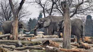 Jabłka na wybiegu nosorożca i słoni. Warszawskie ZOO reaguje na skandaliczne zachowanie