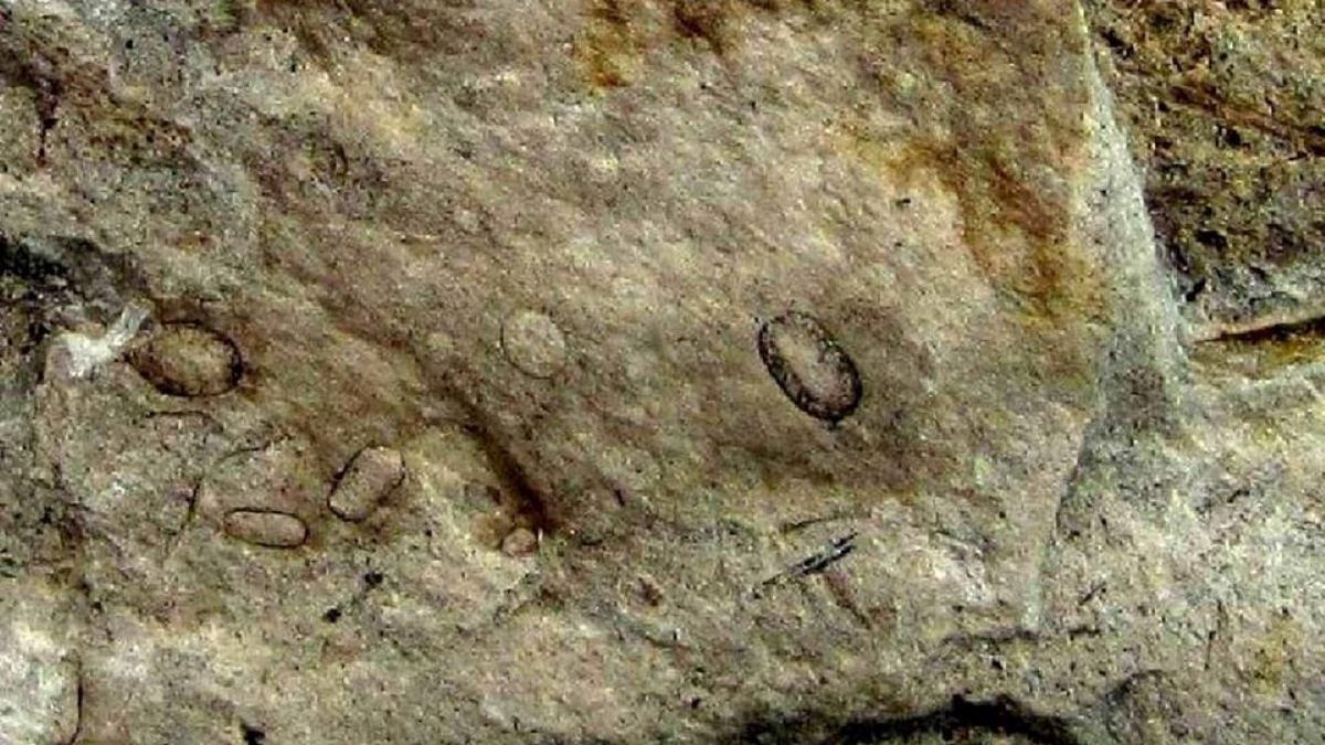 Nieznany gatunek grzyba z Portugalii. Liczy 300 mln lat