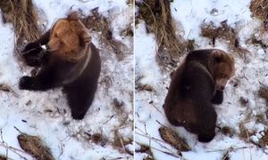 Szukali zaginionego człowieka. Nagle pojawił się niedźwiedź