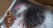 Poszła z jeżem do weterynarza. Okazało się, że to... pompon
