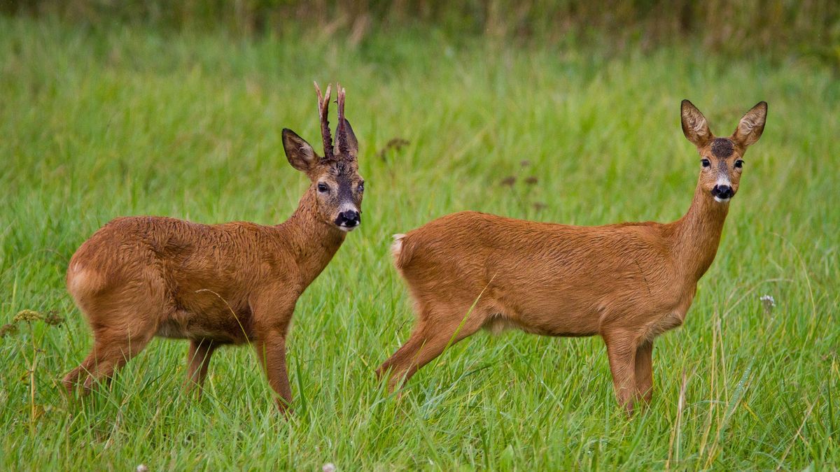 Saren na Podhalu jest coraz mniej.