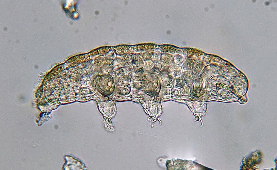 Niesporczak pod mikroskopem