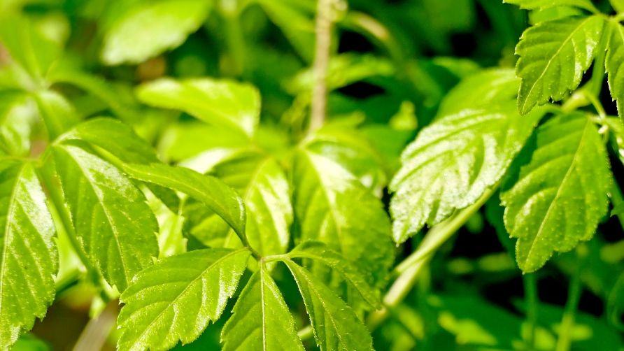 Gynostemma pentaphyllum to pnąca bylina, która przypomina winobluszcz pięciolistkowy. Uprawiana jest głównie ze względu na swoje właściwości zdrowotne.