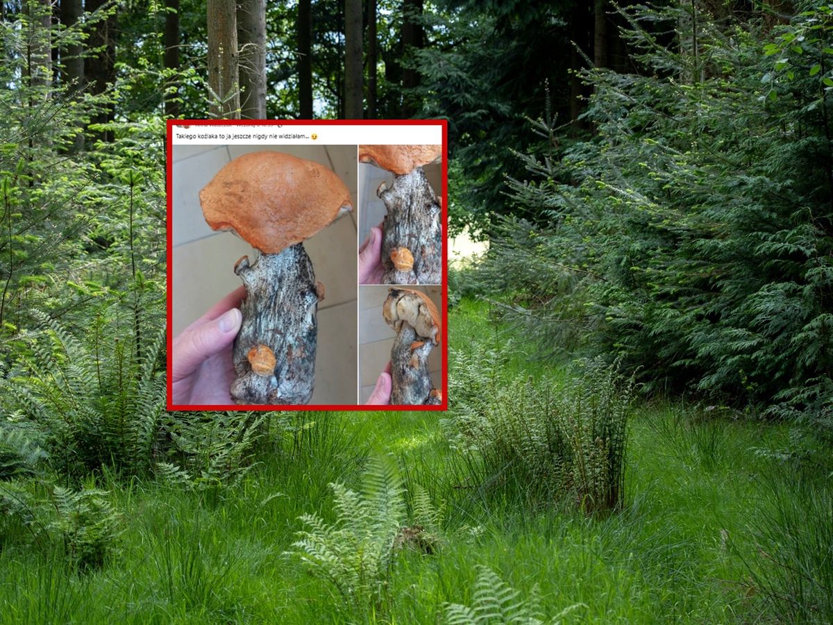 "Coś niesamowitego". Pokazała zdjęcie koźlaka. Poruszenie w sieci