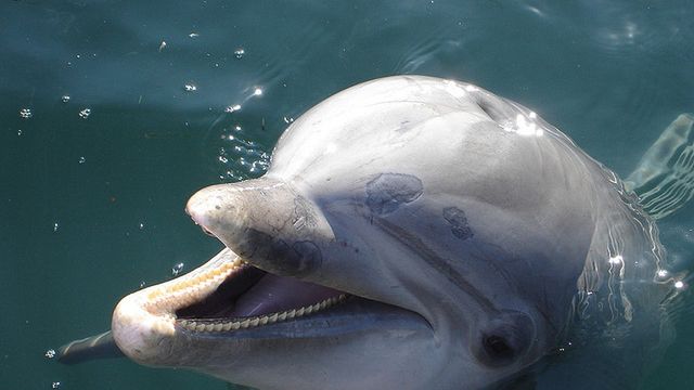 Po co w armii delfiny? [wideo] 1