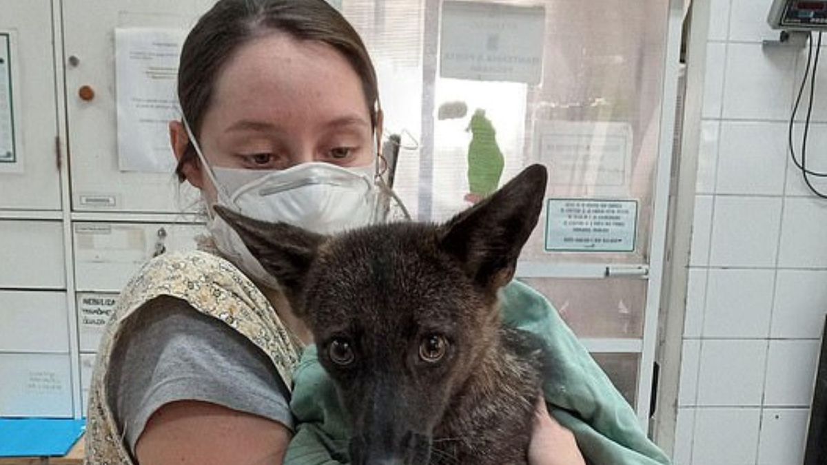 Pierwsza na świecie hybryda lisa z psem została odnaleziona w Brazylii