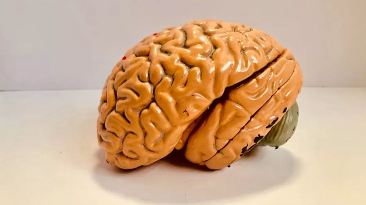 Kiedy mózg starzeje się najszybciej?