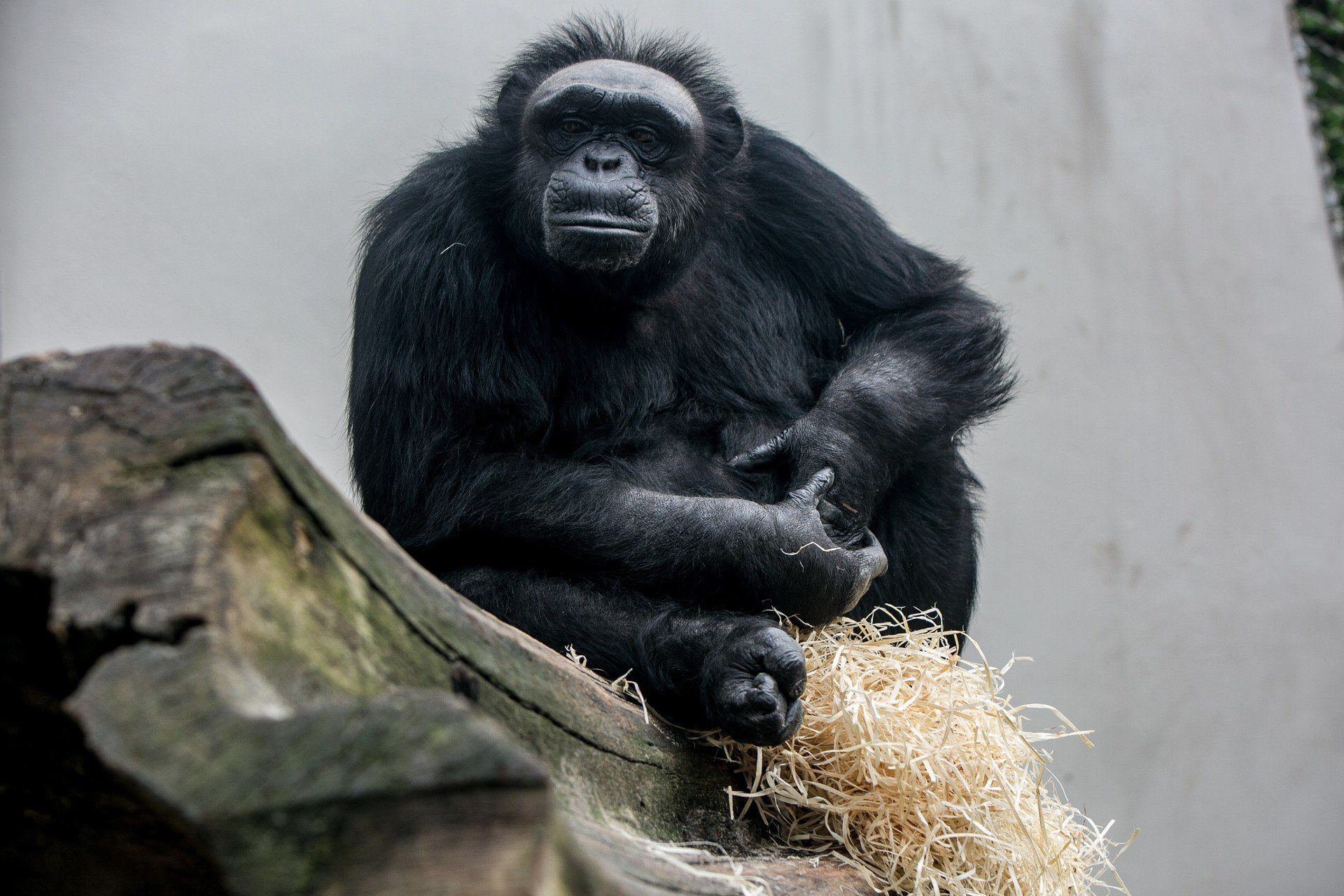 SOBOTA: Dzień szympansa w Warszawskim ZOO