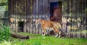 Przyjechał z Pragi. Chorzowskie zoo ma nowego mieszkańca