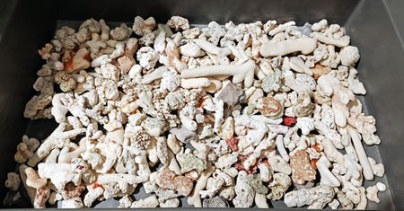 "Pamiątka" z Seszeli prawie 5 kg rafy koralowej. Podróżny z Lotniska Chopina zatrzymany przez KAS