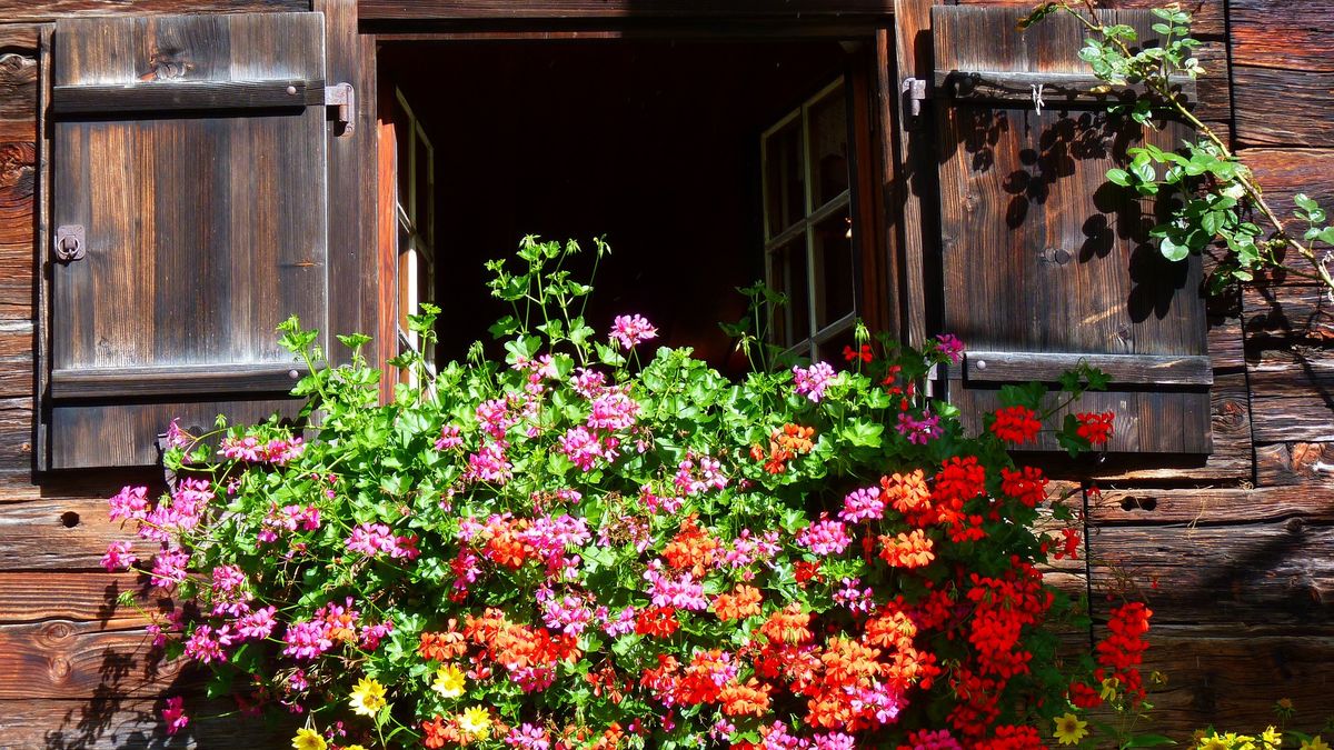 Pelargonie potrzebują specjalnej pielęgnacji.