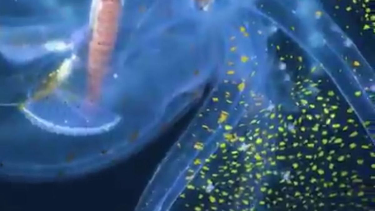 Naukowcy dokonali niesamowitego odkrycia w głębinach oceanu 