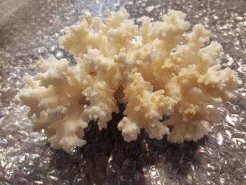 Hrebenne: Obywatel Ukrainy zatrzymany z chronionymi gatunkami