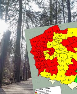 Zagrożenie pożarowe w lasach. W niektórych miejscach jest już ekstremalne sucho