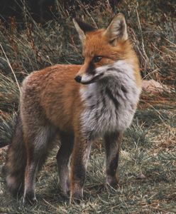 Brunatne kostki lecą z nieba. Nie dotykaj ich