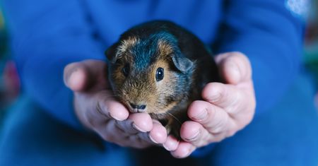 Świnka morska nagle podskakuje jak popcorn? To zachowanie ma własną nazwę