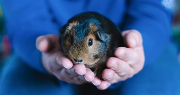 Świnka morska nagle podskakuje jak popcorn? To zachowanie ma własną nazwę