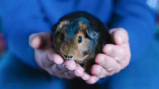 Świnka morska nagle podskakuje jak popcorn? To zachowanie ma własną nazwę