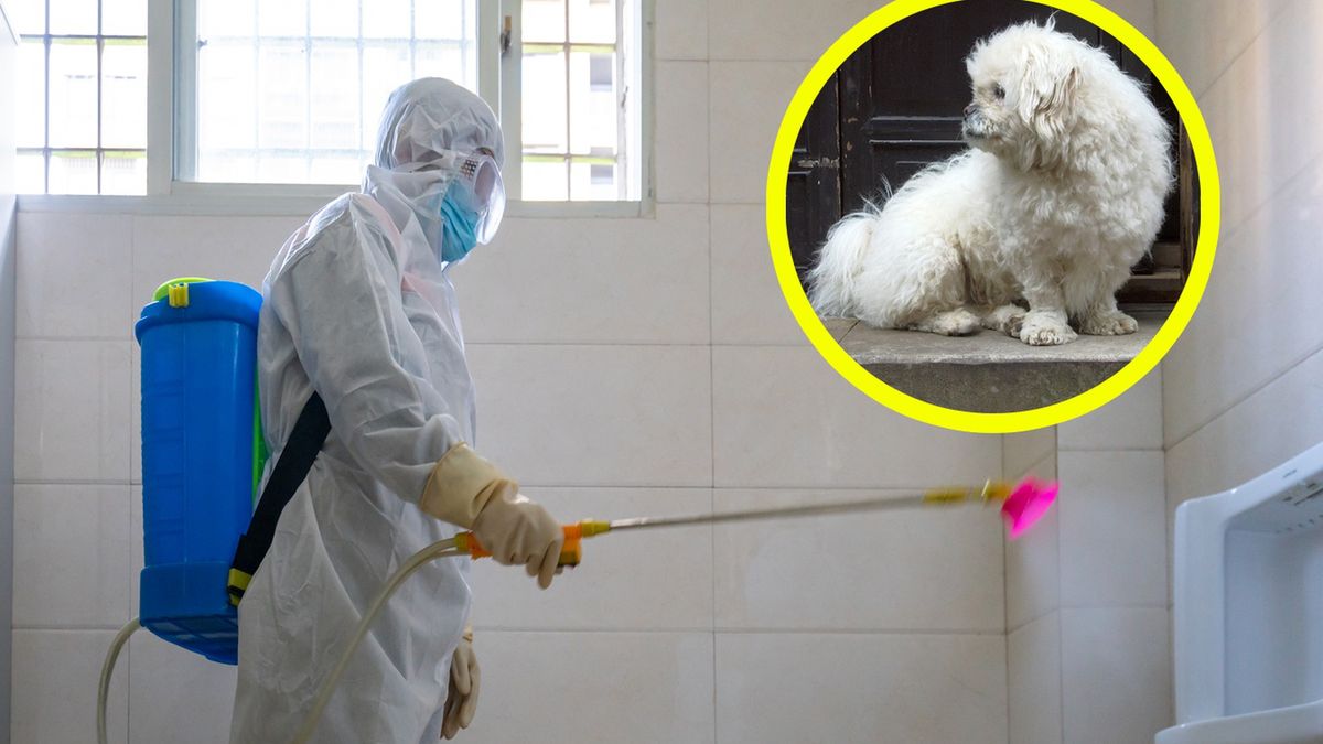 Pracownicy dezynfekujący mieszkanie mieli zabić psa kobiety, która trafiła na kwarantannę (zdj. ilustracyjne)