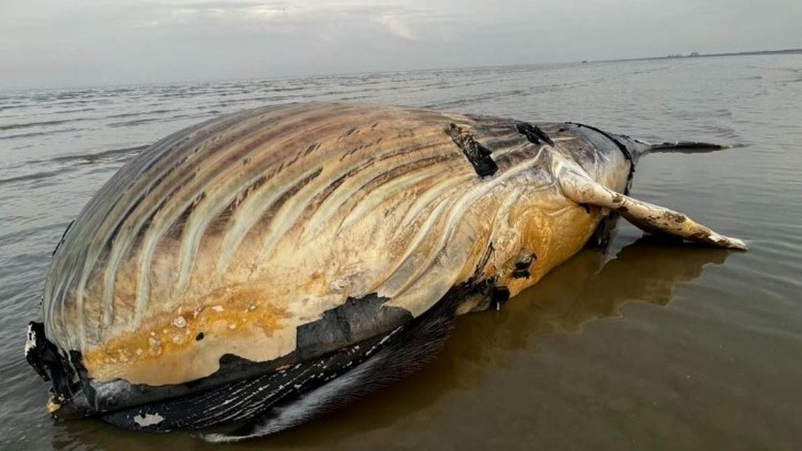Fale wyrzuciły ciało ogromnego zwierzęcia
