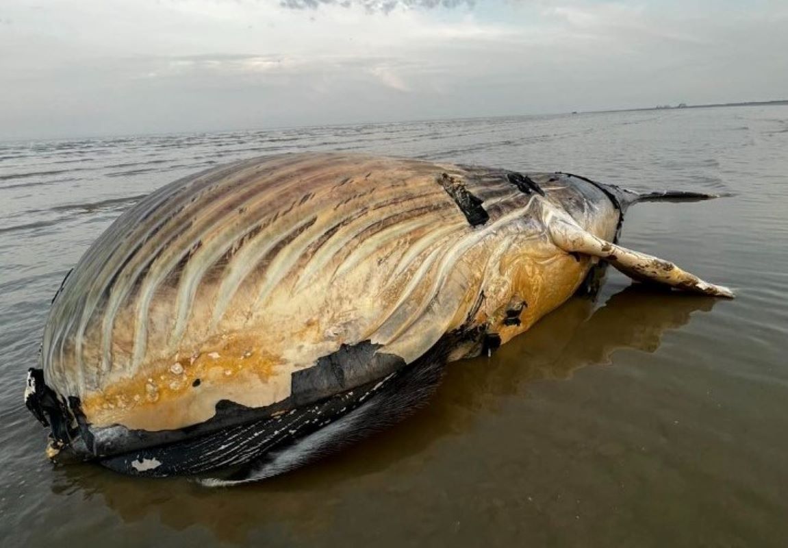 Waży ponad pół tony. Eksperci nie są pewni, co to za zwierzę