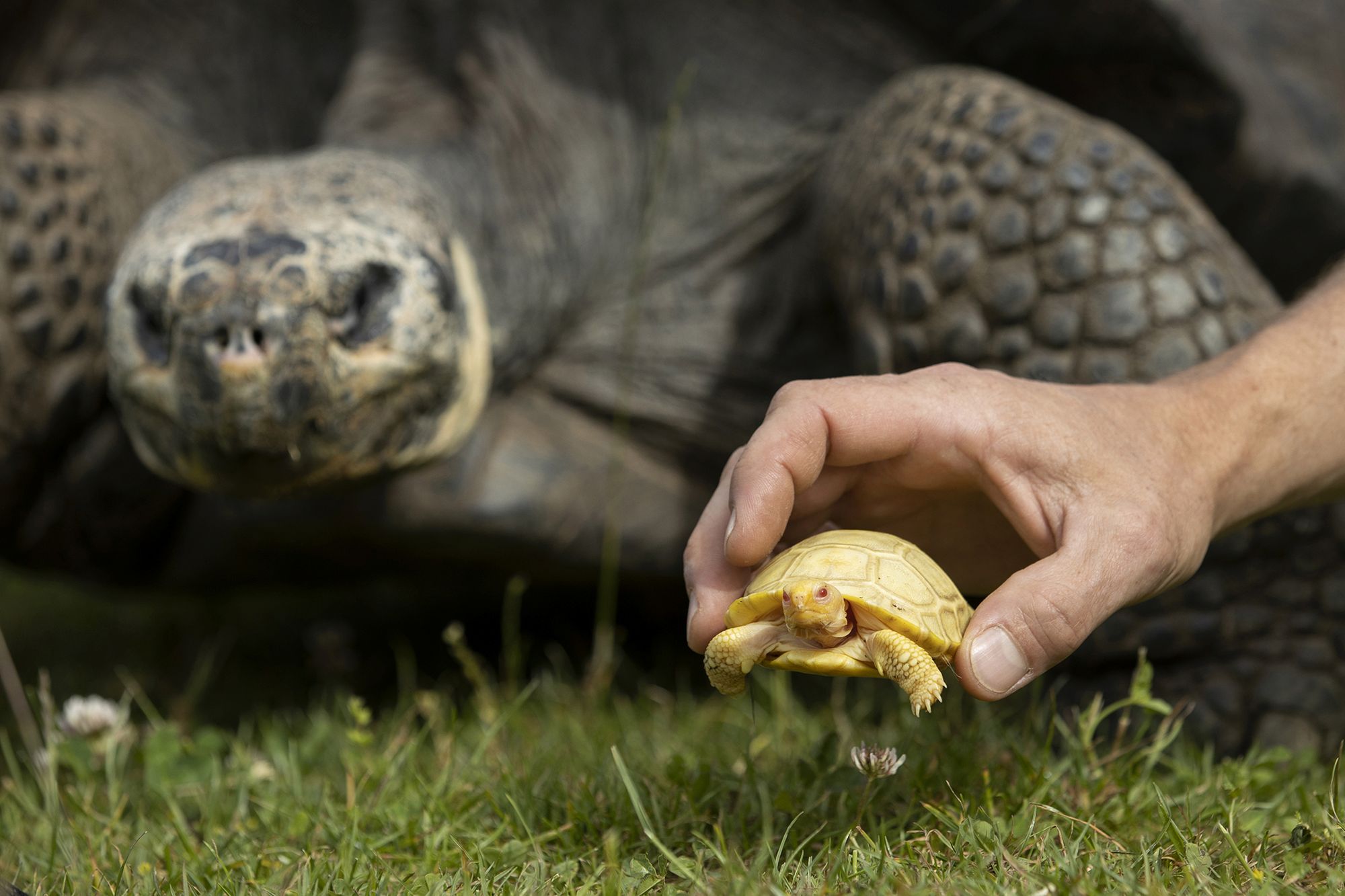 Historyczne zdjęcia. To pierwszy taki żółw z Galapagos 2