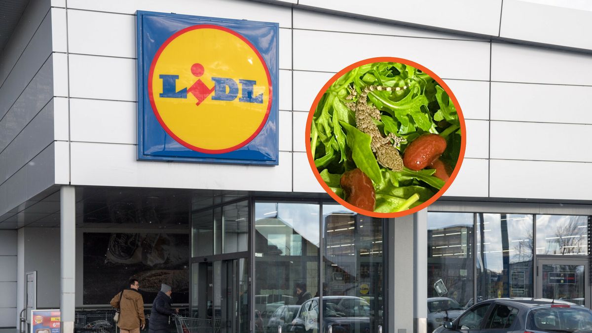 Mieszkanka Lubelszczyzny znalazła gekona w rukoli