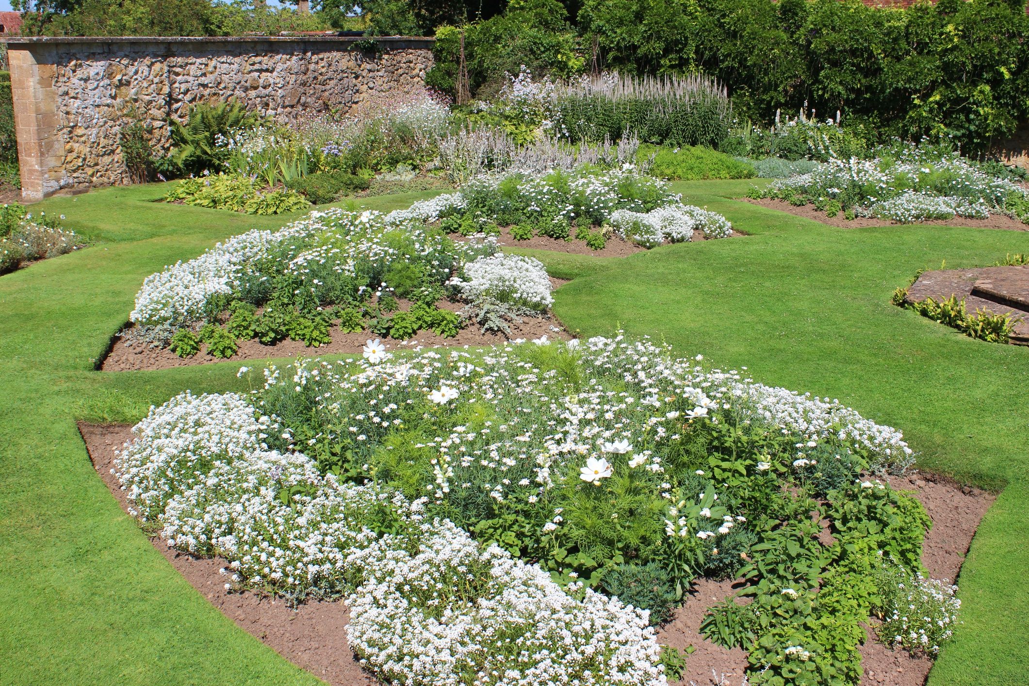Gipsówkę można wykorzystać na rabatach?