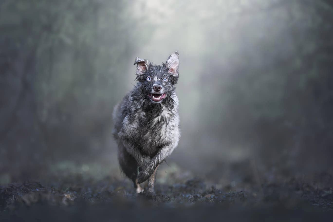 Psi Fotograf Roku 2019: Wygrało zdjęcie 14-letniego Merlina w kwiatach 4
