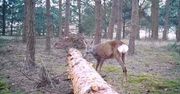 Wielki skok sarny. Zabawne nagranie leśników z Borów Tucholskich