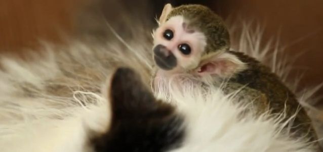 Kot adoptował porzuconą małpkę