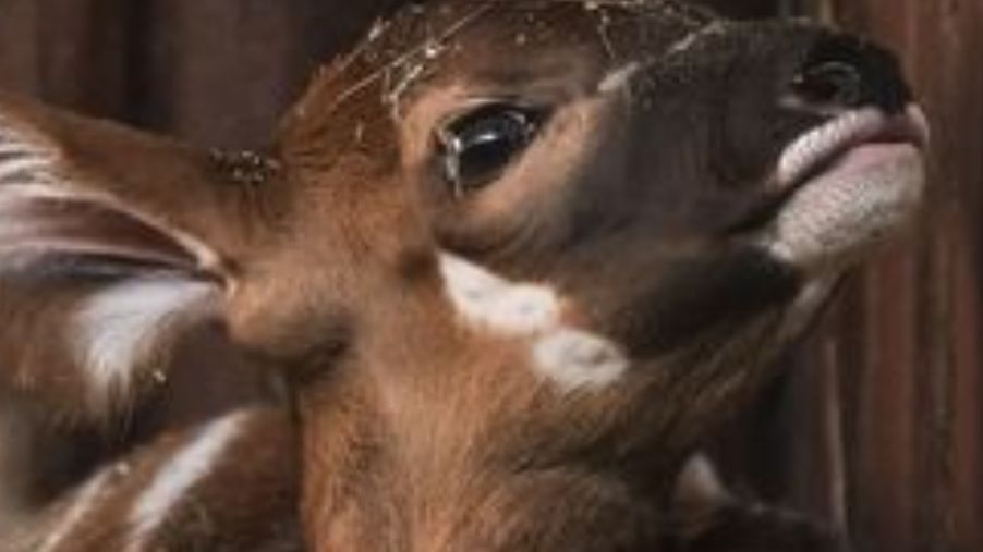 Warszawa. Mała antylopa bongo przyszła na świat tydzień temu, w Dzień Ziemi