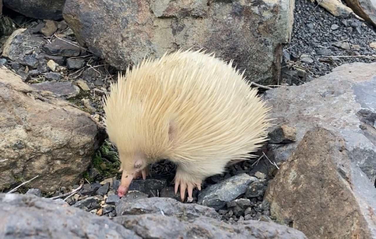 Raffie the albino echidna sparks public appeal: Look, don't touch, in New South Wales