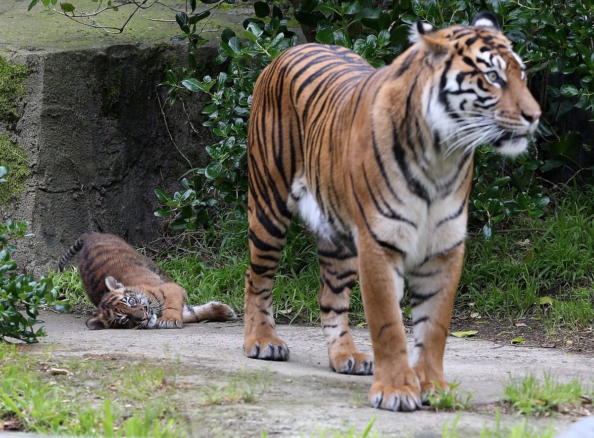 Poznań. Nie żyje tygrys Gideon uratowany z nielegalnej hodowli. "Nie doczekał końca procesu"