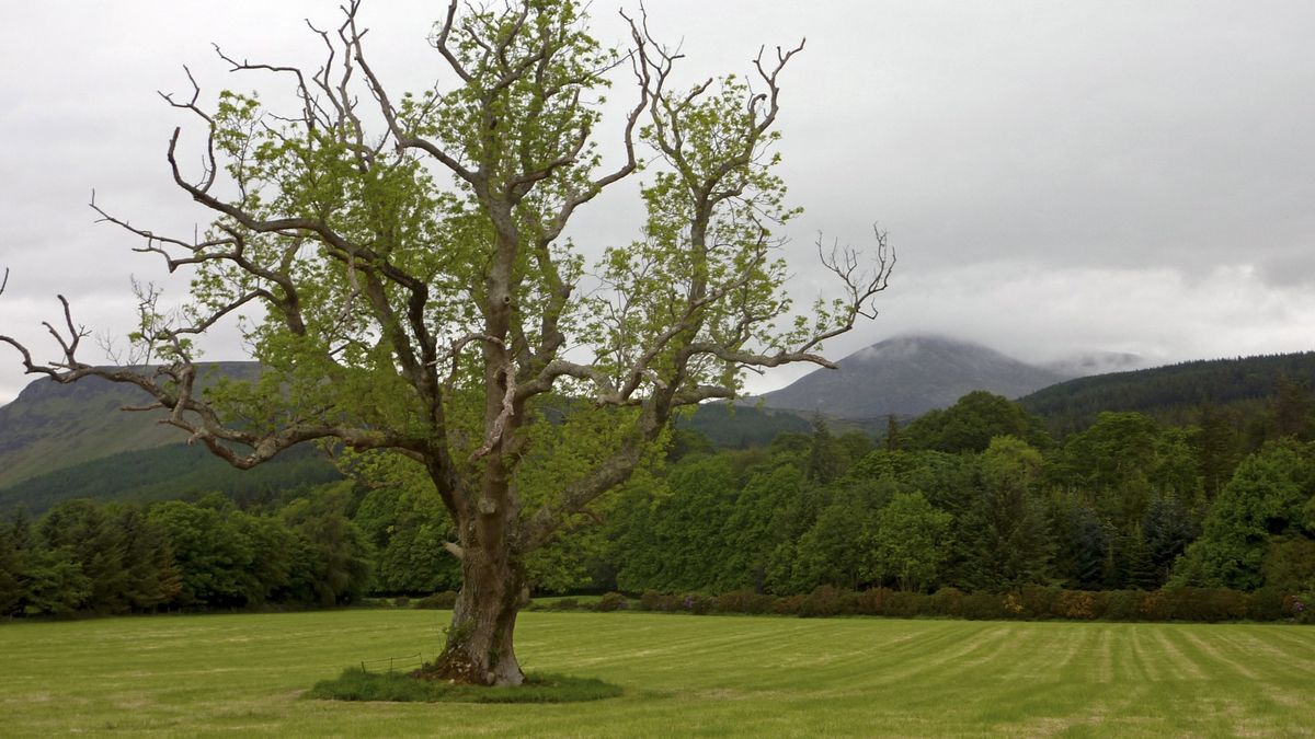 Drzewo, teren prywatn