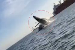 Gigantyczny wieloryb w Meksyku. Do sieci trafiło przerażające nagranie