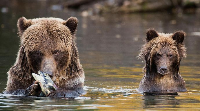 Spotkania z niedźwiedziem grizzly