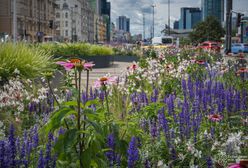 Warszawa. Centrum stolicy w kwiatowych barwach