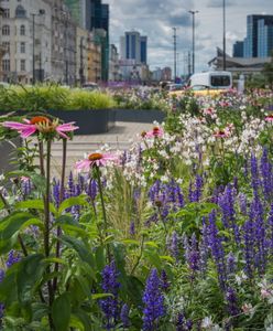Warszawa. Centrum stolicy w kwiatowych barwach