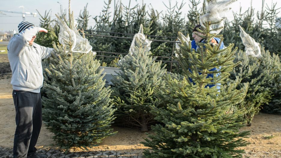 Leśnicy zachęcają do kupna choinek, przekonują, że  są to specjalnie na ten cel uprawiane drzewka (zdjęcie ilustracyjne)
