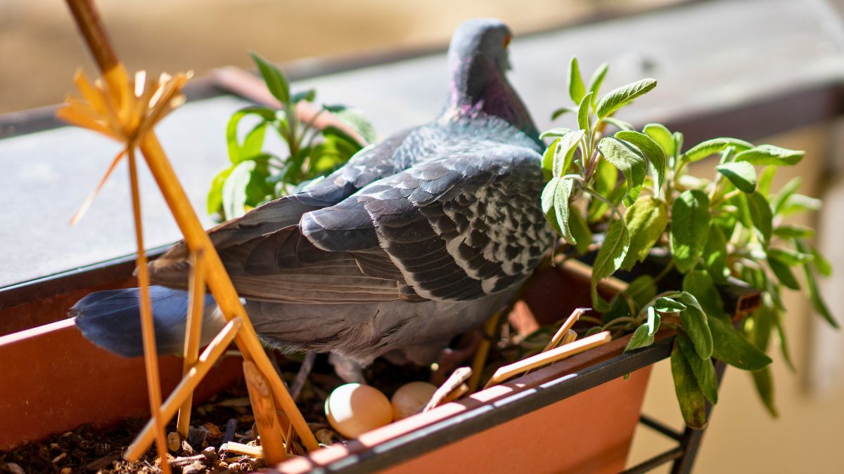 Teraz wiem, co zrobić z gniazdem gołębi 