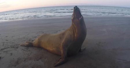 Bezpiecznie wróciła do oceanu. Znaleźli ją w środku miasta