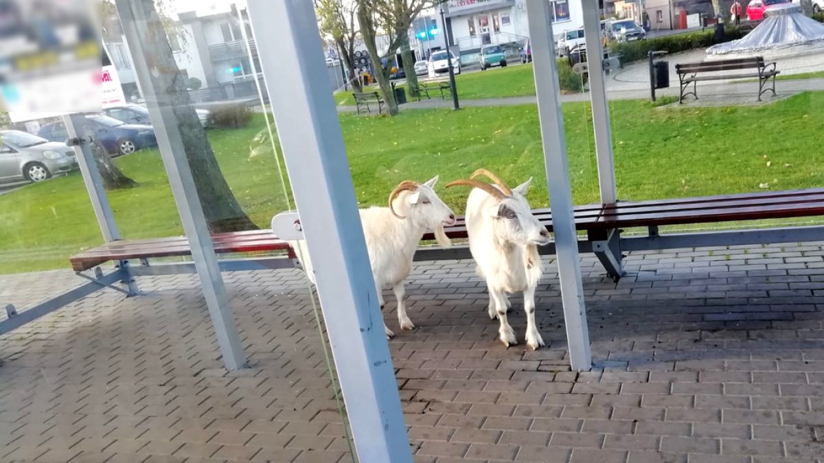 Kozy wyglądały jak pasażerki, oczekujące na przyjazd autobusu