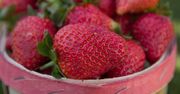 Sezon na truskawki krótszy przez pogodę
