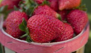 Sezon na truskawki krótszy przez pogodę